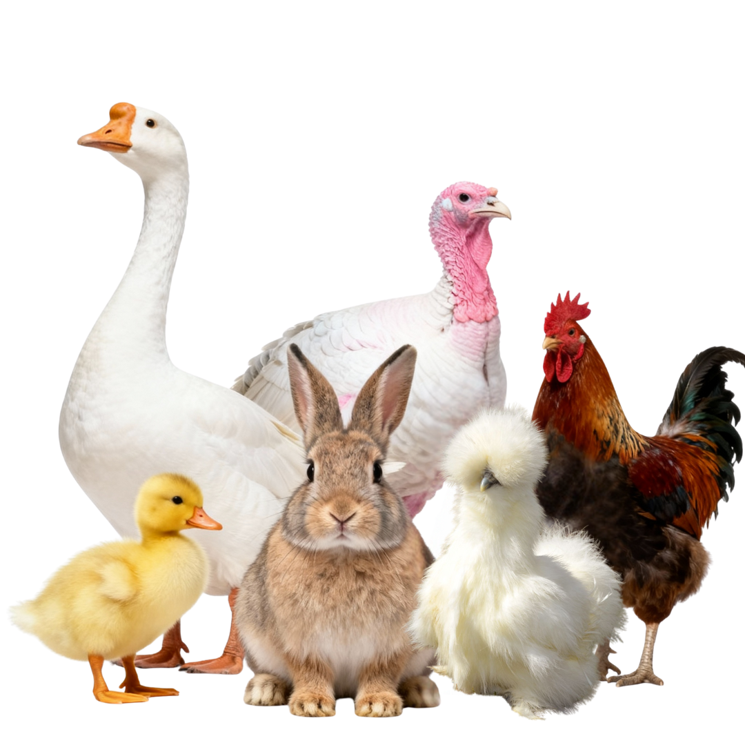 Animales de Granja