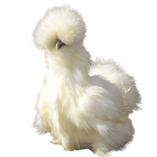 Pollo Sedoso Japonés