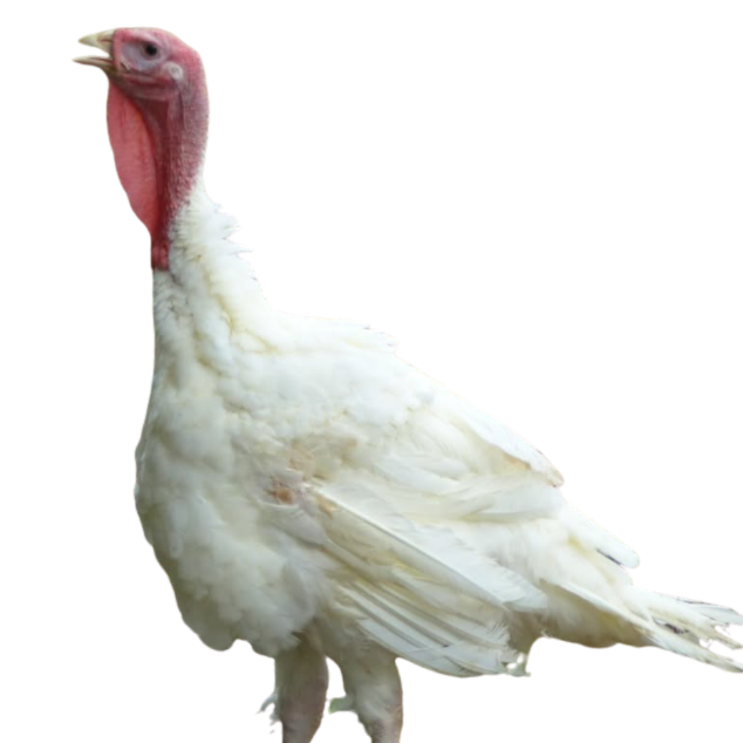 Pavo gigante Doble pechuga