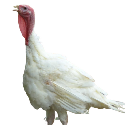 Pavo gigante Doble pechuga