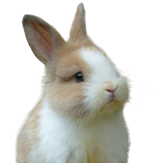 Conejo