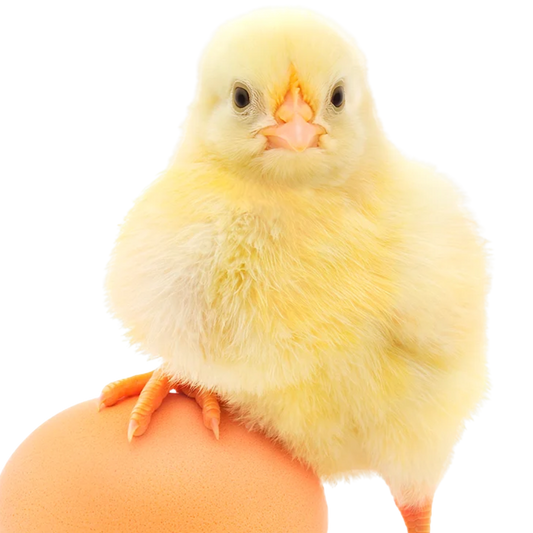 Pollito Caja x 102