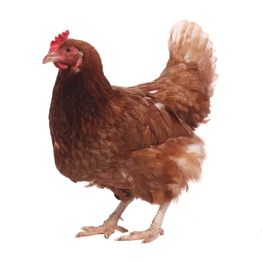 Gallina Ponedora de 16 Semanas